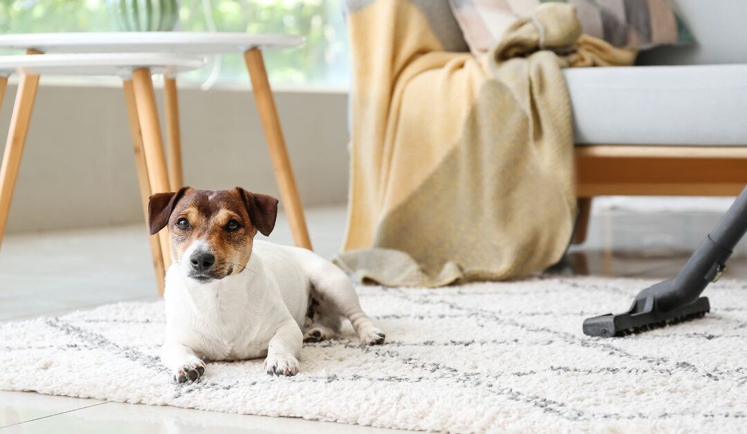 The Complete Guide to Pet Cleaning & Hygiene for a Spotless Home