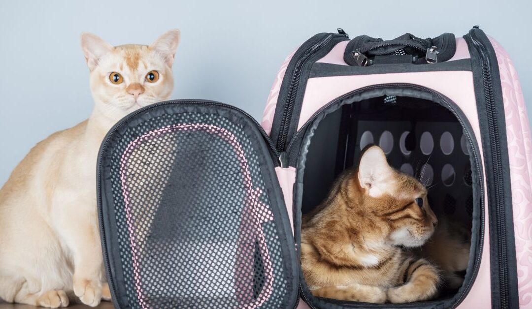 Pet Travel & Carriers: Making Every Trip Stress-Free