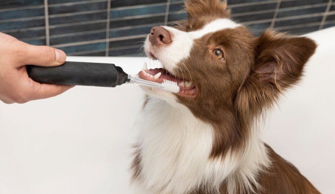 Pet Health & Wellness: Essential Non-Food Products for a Happy, Healthy Pet