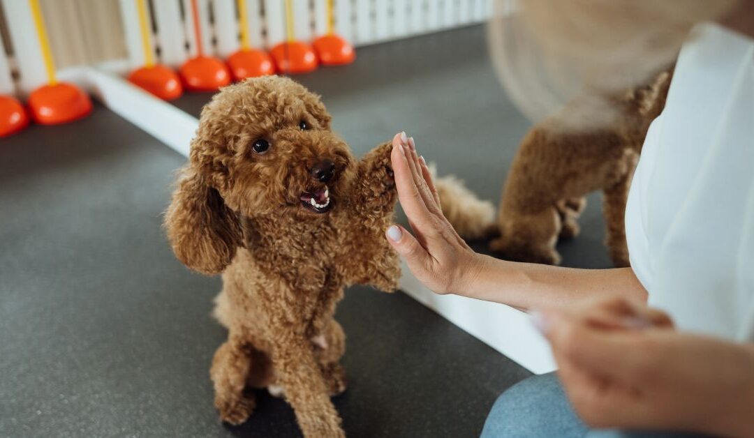 Pet Training & Behavior: How to Raise a Well-Behaved Pet