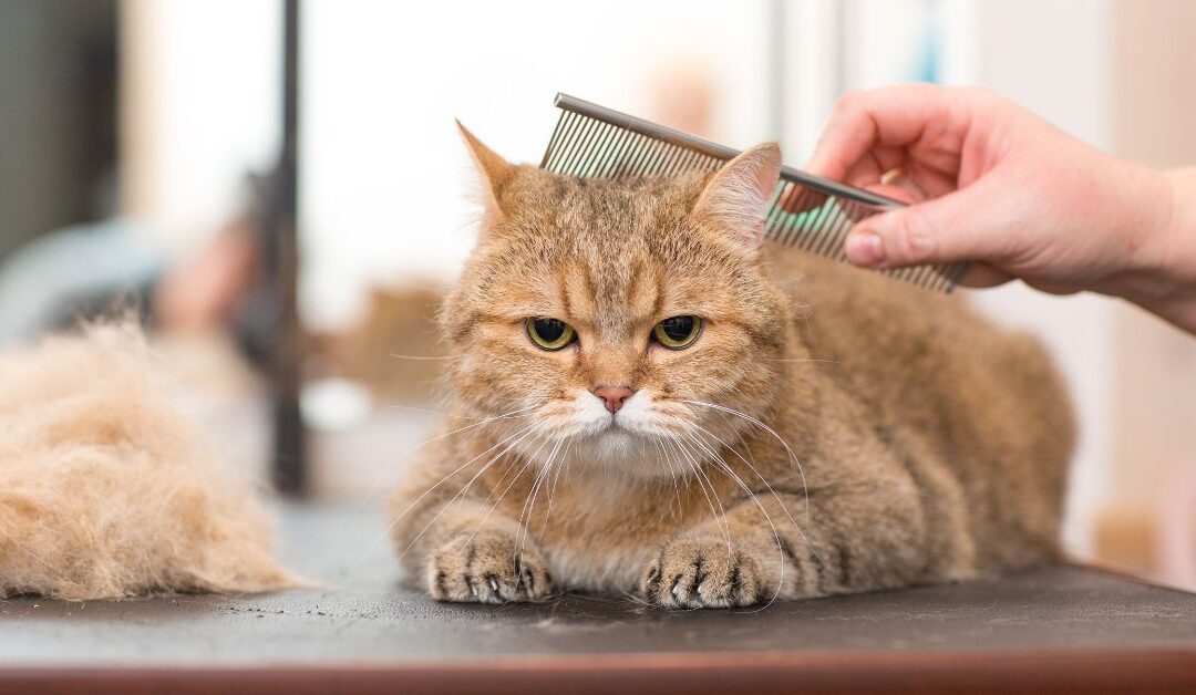 Essential Pet Grooming Products You Can’t Live Without