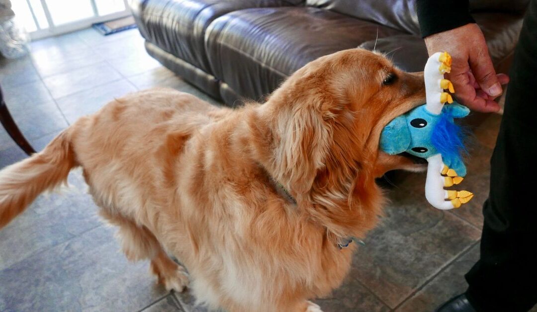 The Ultimate Guide to Choosing the Best Pet Toys for Happy Pets